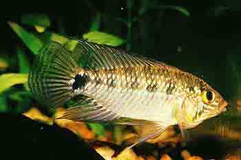 Apistogramma linkei